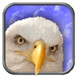 eagle live wallpaper android application logo